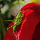 Gafanhoto na papoila (Grasshopper in poppy)